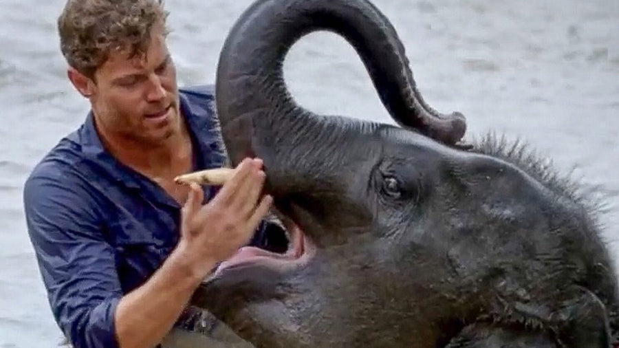 Why elephants do anything for family