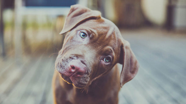 Rather than chewing them, a huge number of dogs should be wearing glasses