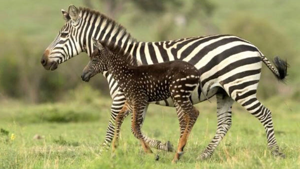 This zebra foal swapped stripes for polka dots!