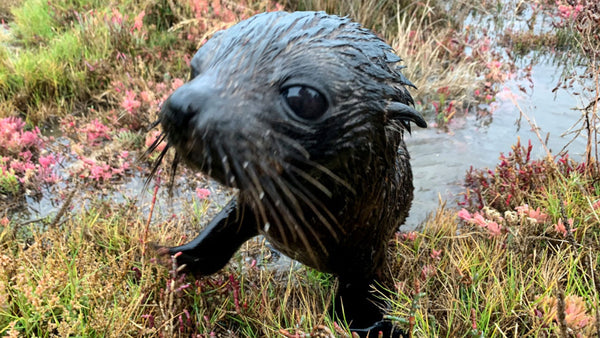 The wide eyed seal pup got very lost