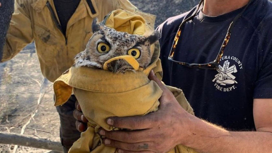 This owl is not happy about his incredible rescue