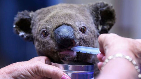 Why the koala might be our climate change ‘canary in the coalmine’