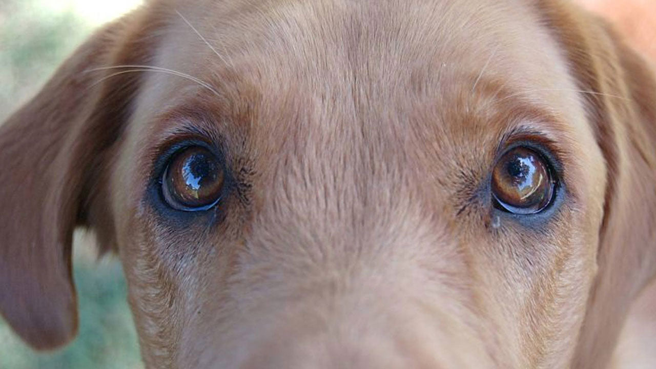 Why we call our partners by our pets names'?