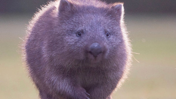 Why wombats are the world’s only animal with cube poos!