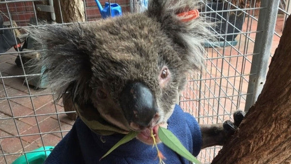 The very good reason why this koala wears clothes