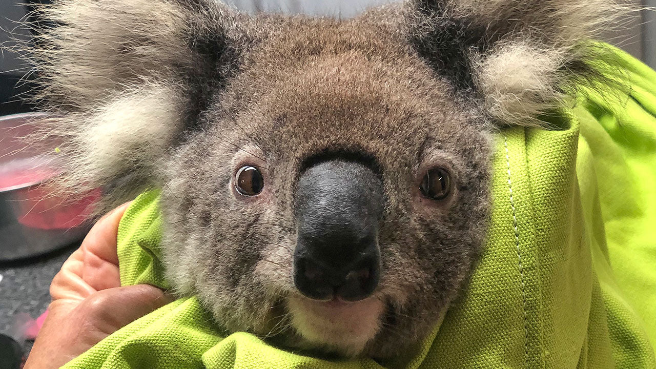 What the fires have really done to our koalas