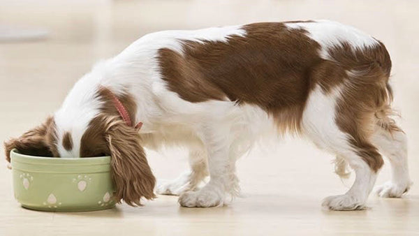 Why pets are drinking so much water right now