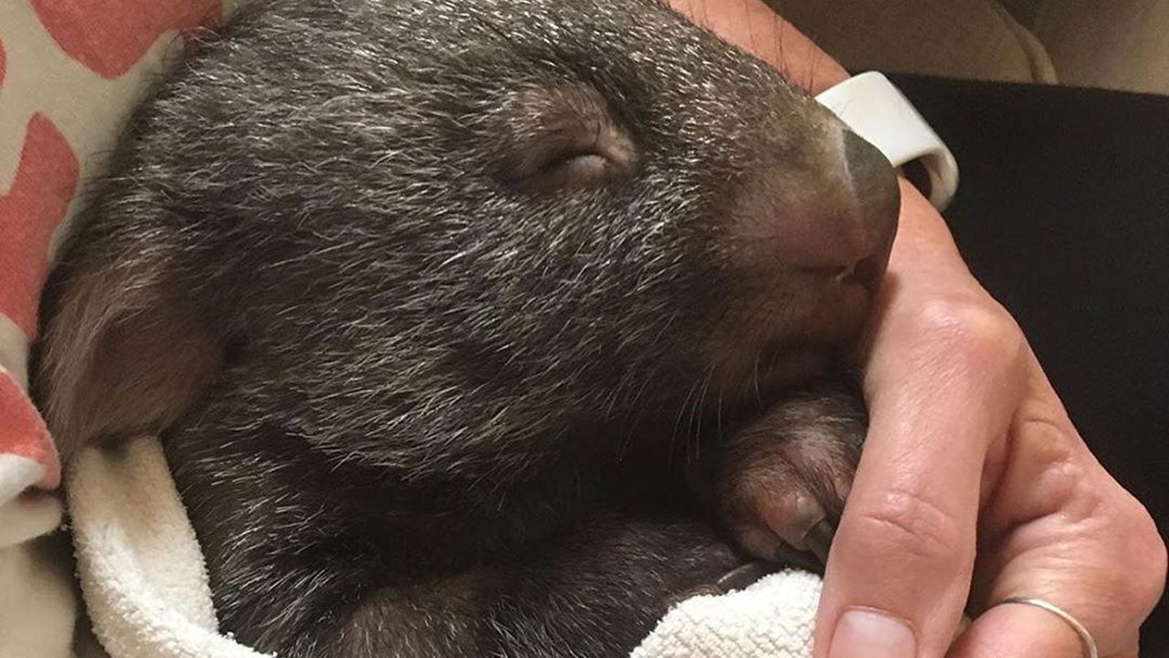 Could this be the bushfires biggest victim?