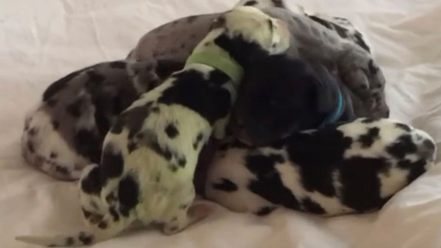 This puppy discovered it’s not easy being green