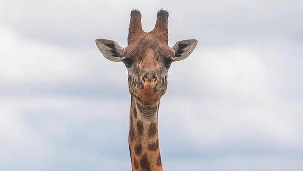 How this giraffe took a sore neck to new levels