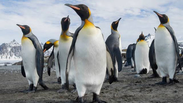 The planet’s only yellow penguin has been found!