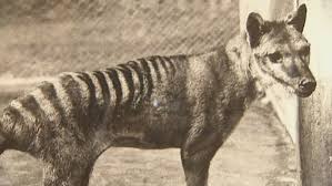 Is this the Tassie Tiger lookalike?