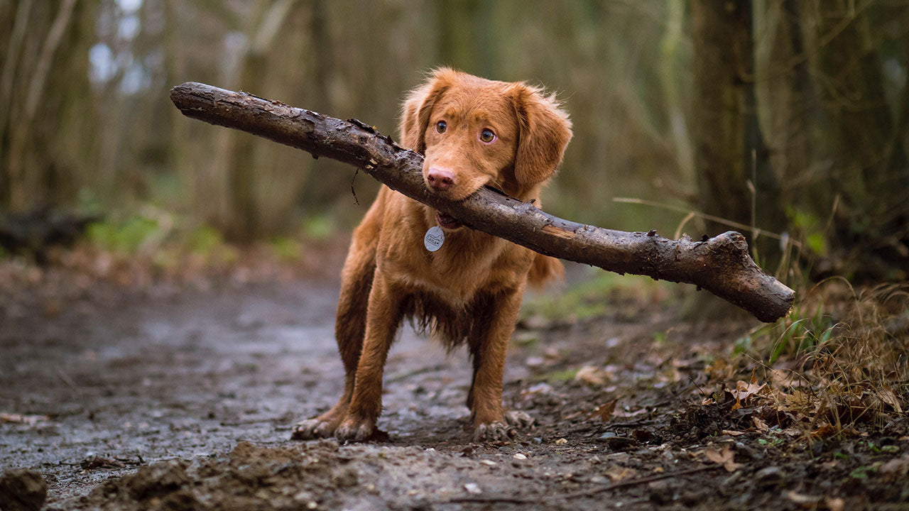 Will pets ever cope with real life again?