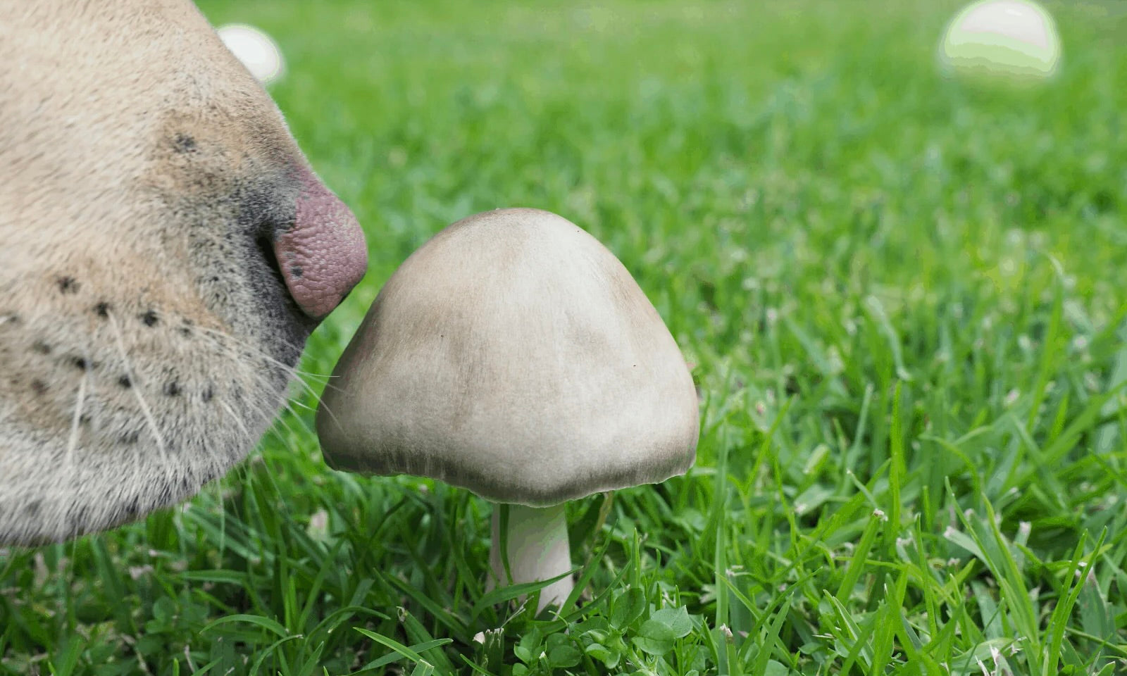 What happens if dogs eat mushrooms at the park?