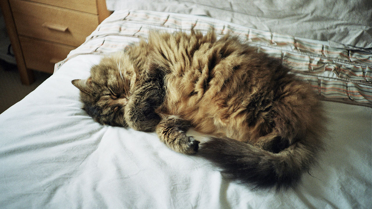 Why pets demand full body contact in bed