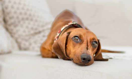 What's really causing that stomach upset?