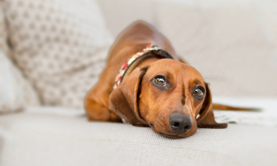 What's really causing that stomach upset?