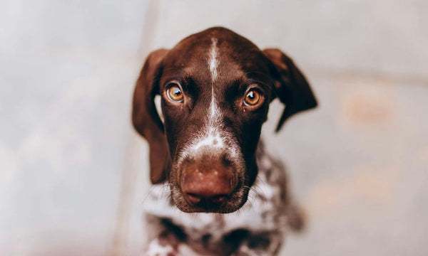 Why some dogs smell while others stay fresh...