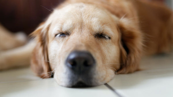 You won't believe what pets actually dream about...