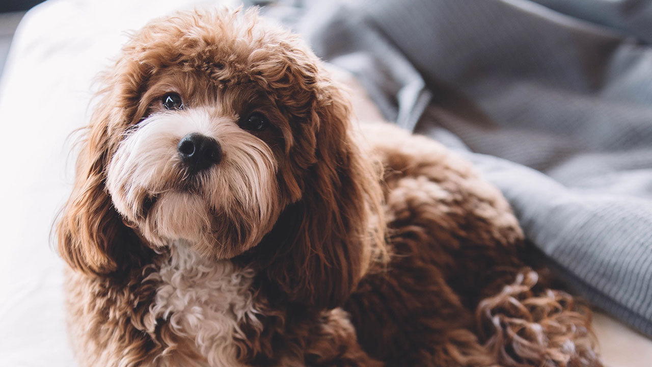 Three easy ways to ease post lockdown pet stress