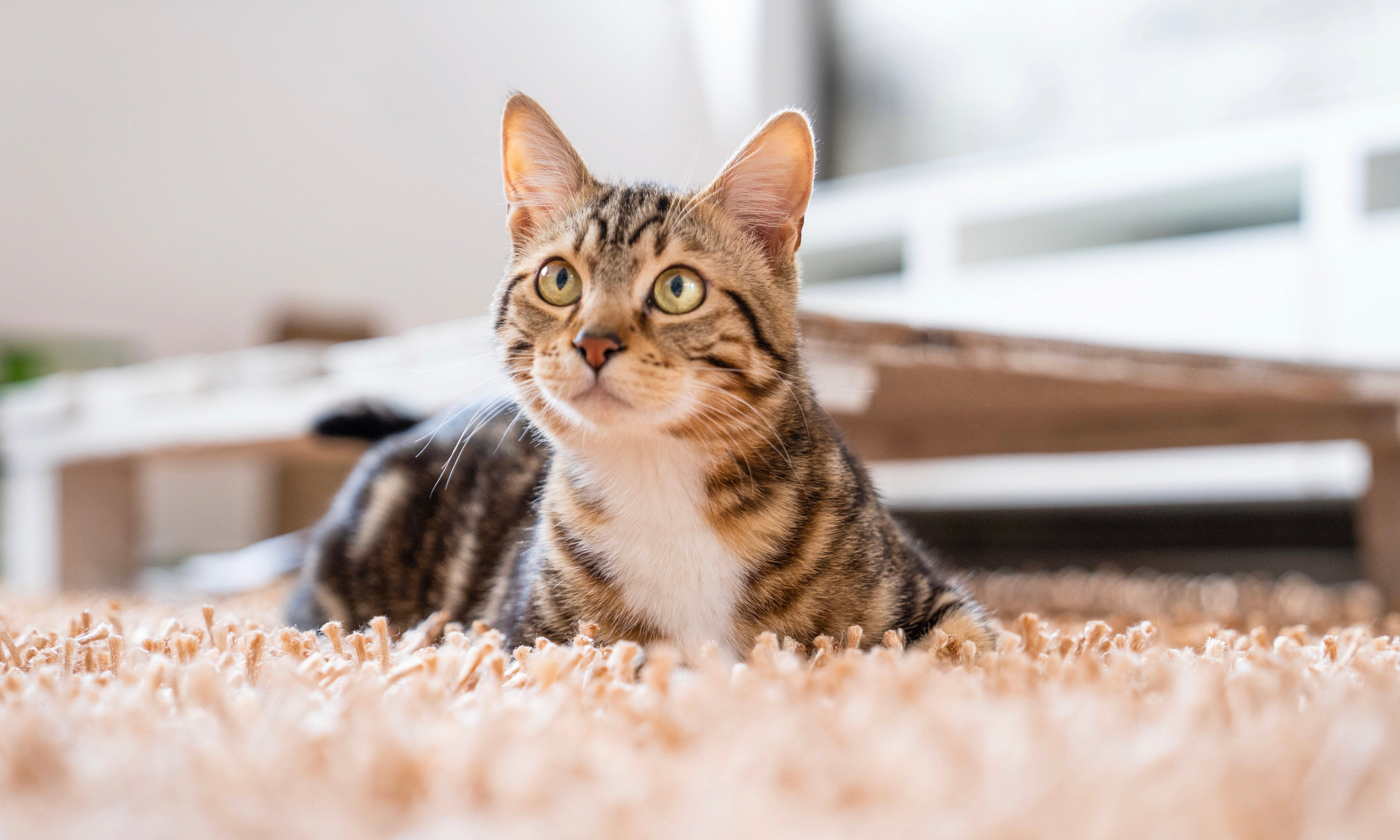 Why that accident happens on the rug. Not the floorboards!