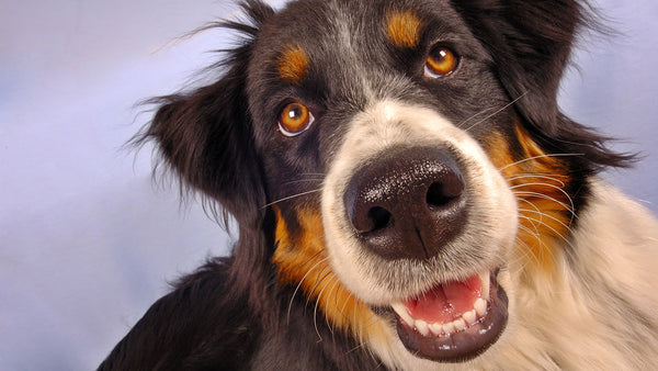 Does a dry nose really mean your pet is sick?