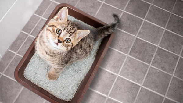 Why that litter tray tells you EVERYTHING