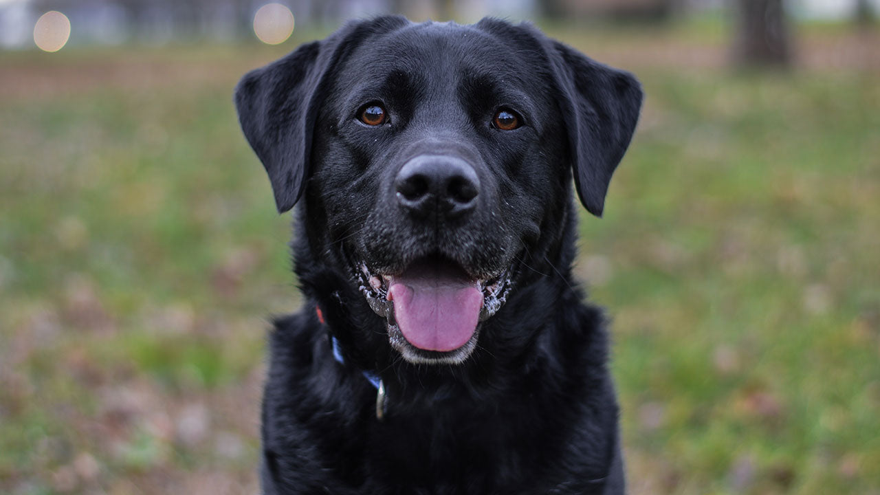 Labradors finally have an excuse for hoovering their food