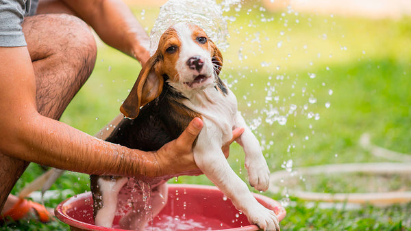 The reason pets go crazy after a bath