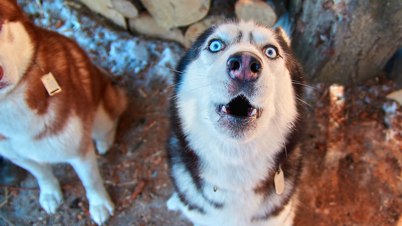 What happens when pets encounter marijuana?