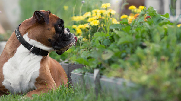 The truth about garden chemicals and pets