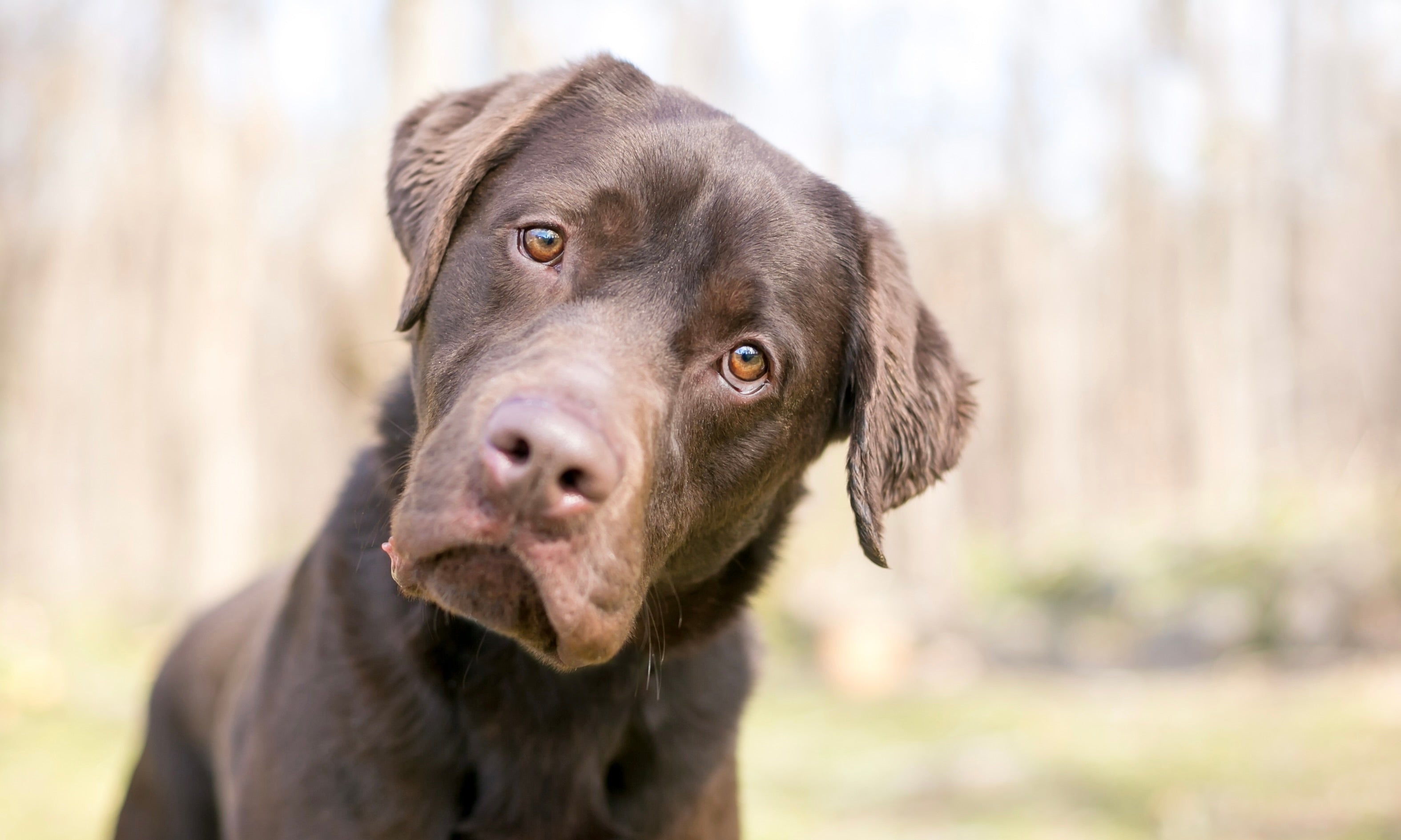 Finally...proof. Dogs eavesdrop on our conversations!