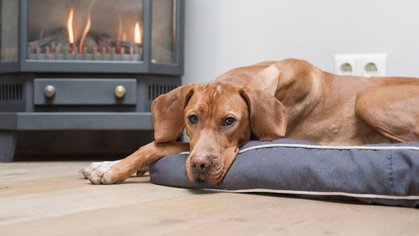 Is it actually safe for pets to lie so close to the heater?