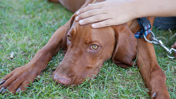Patting a dog lowers stress better than drugs