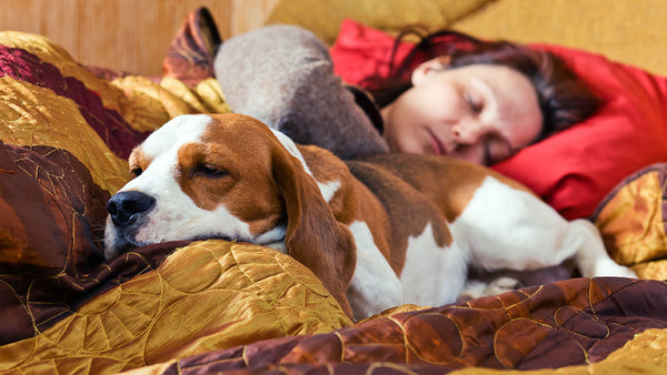 Does a pet in the bed mean less sleep?
