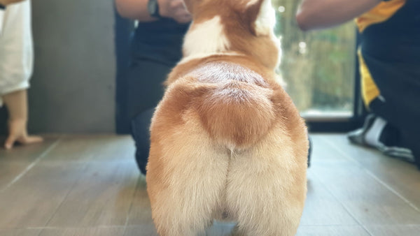 Why do pets shove their bums in our face?