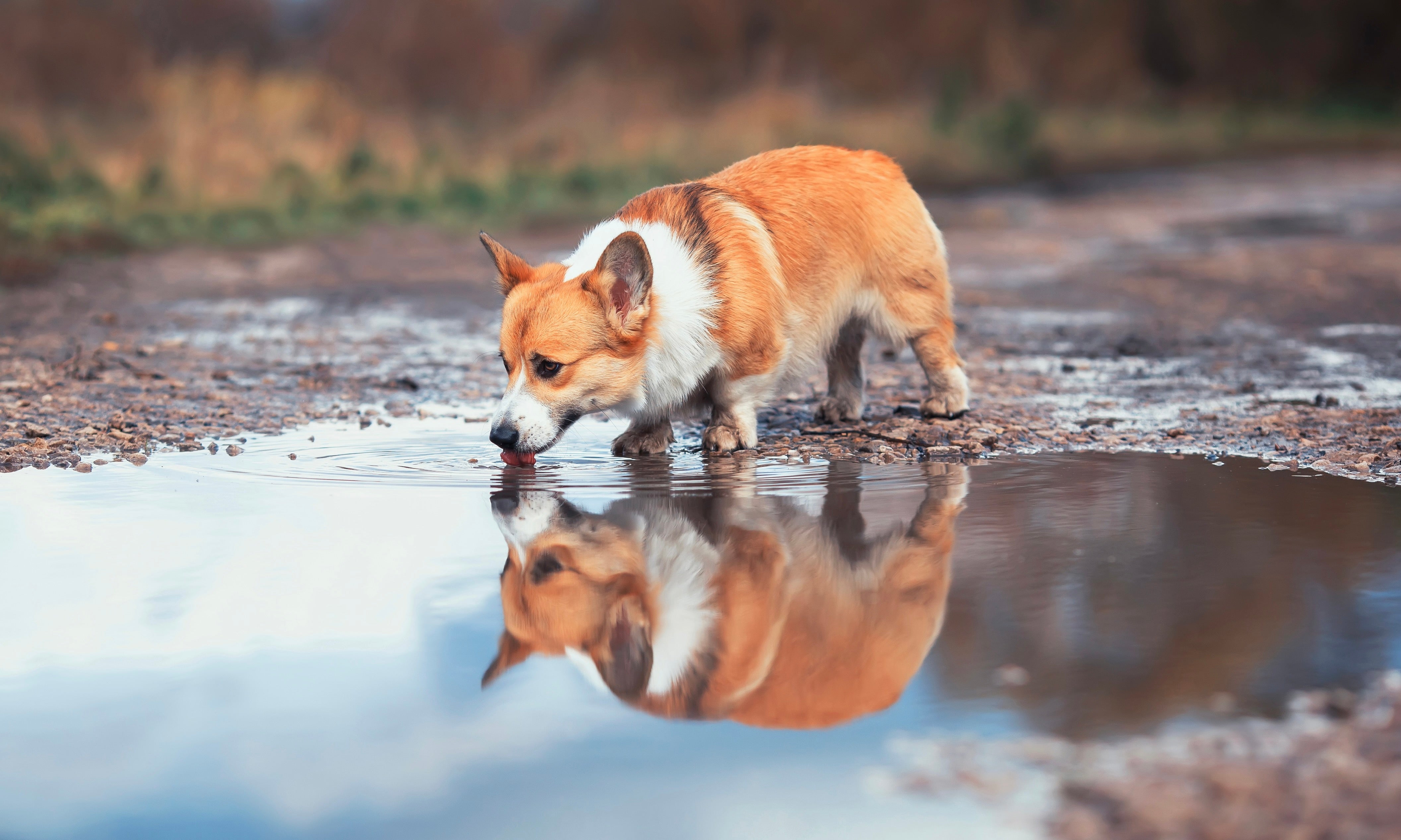 How constant rain is causing a wave of gut upsets