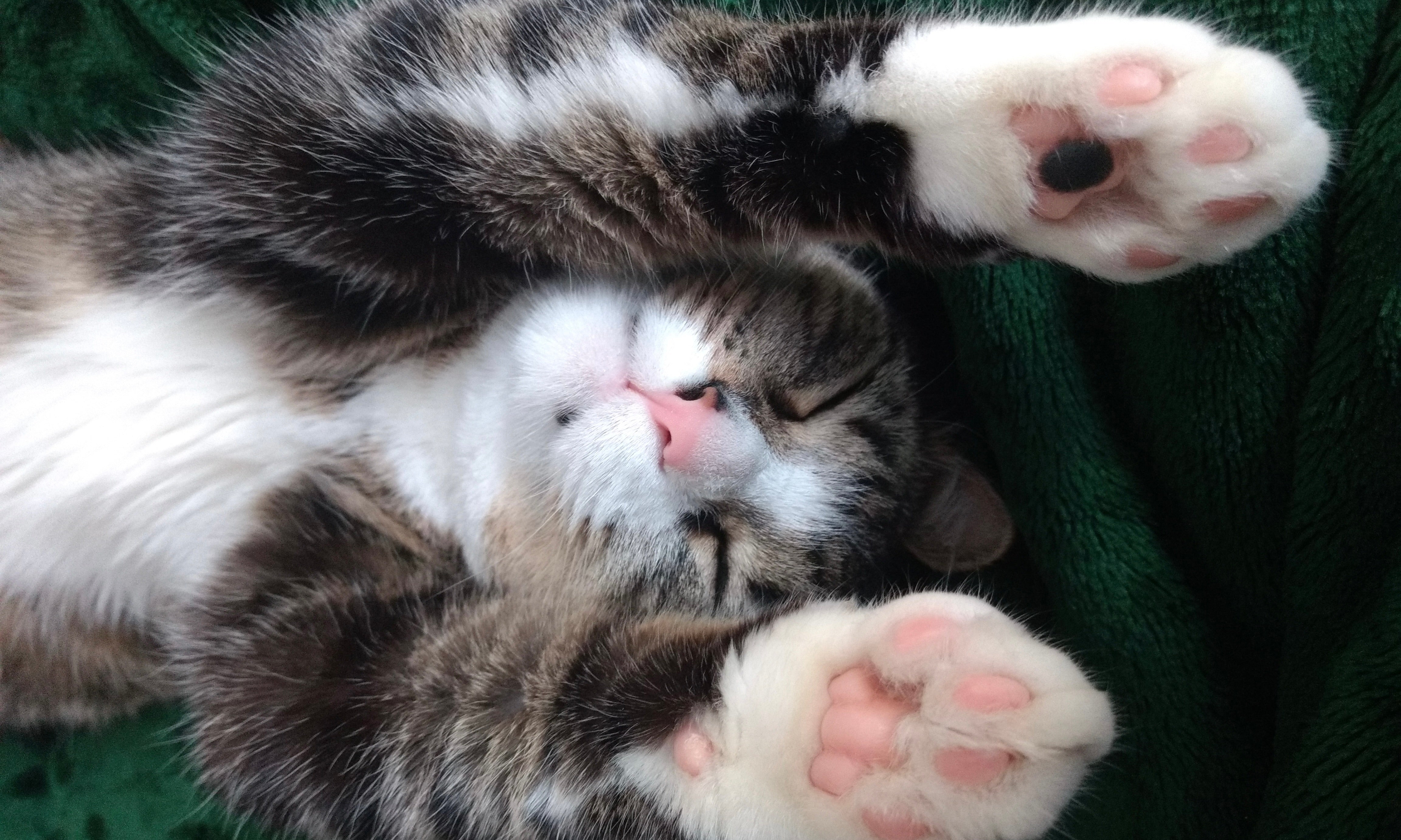 So why do toe beans exist?