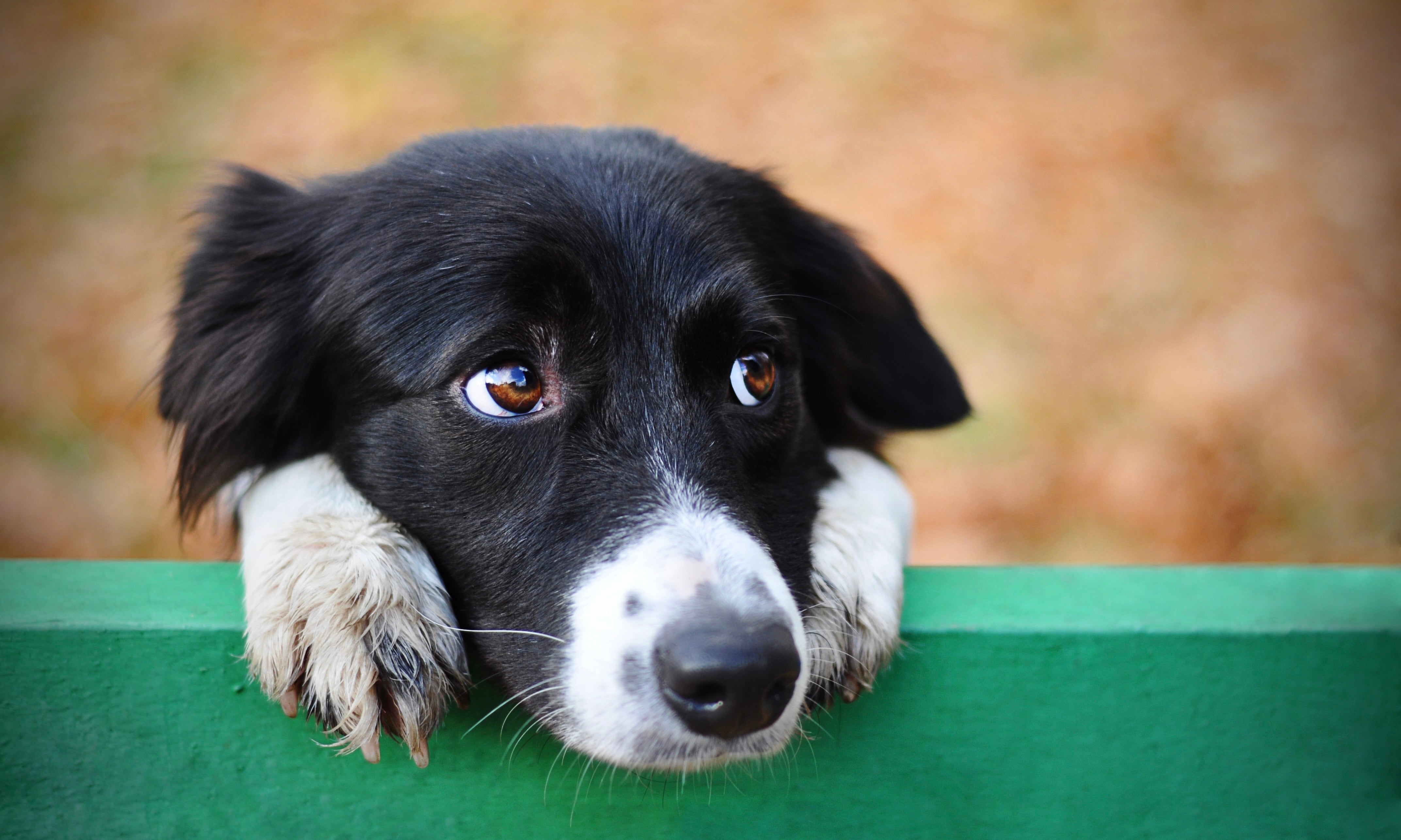 Puppy Prozac use is on the rise. So what's the deal?