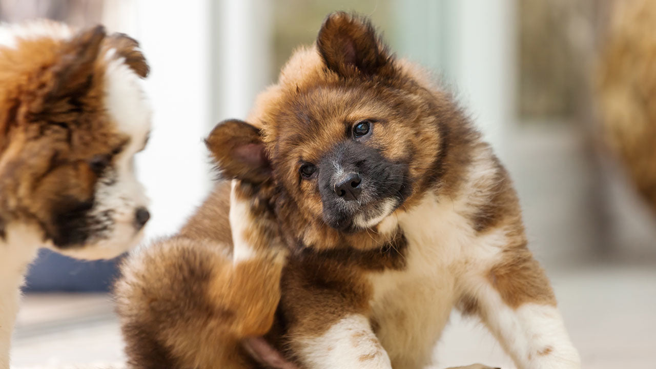 Fleas aren’t playing by the rules this winter. Here’s how you reel them in.