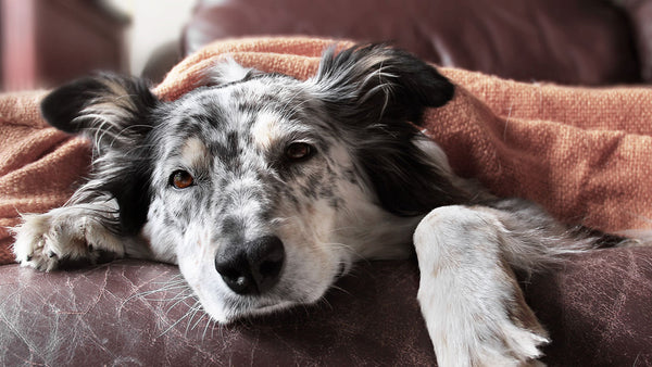 The truth on whether our pets can catch our colds and flu. And vice versa.