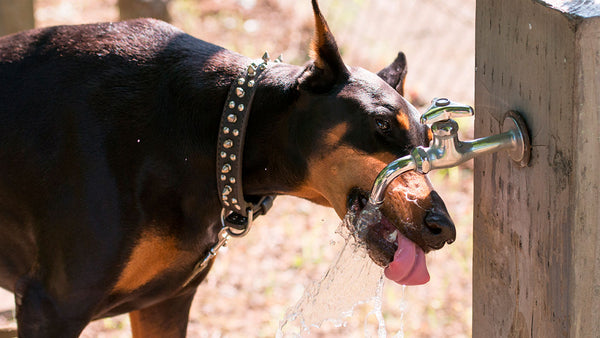 Why pets prefer the taste of tap and toilet water!