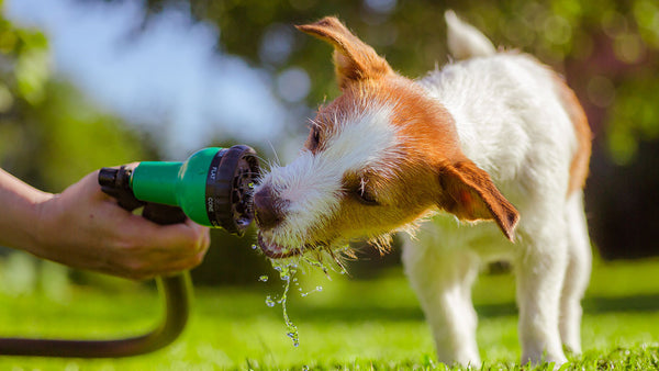 Why pets drink from everywhere EXCEPT their actual water bowl