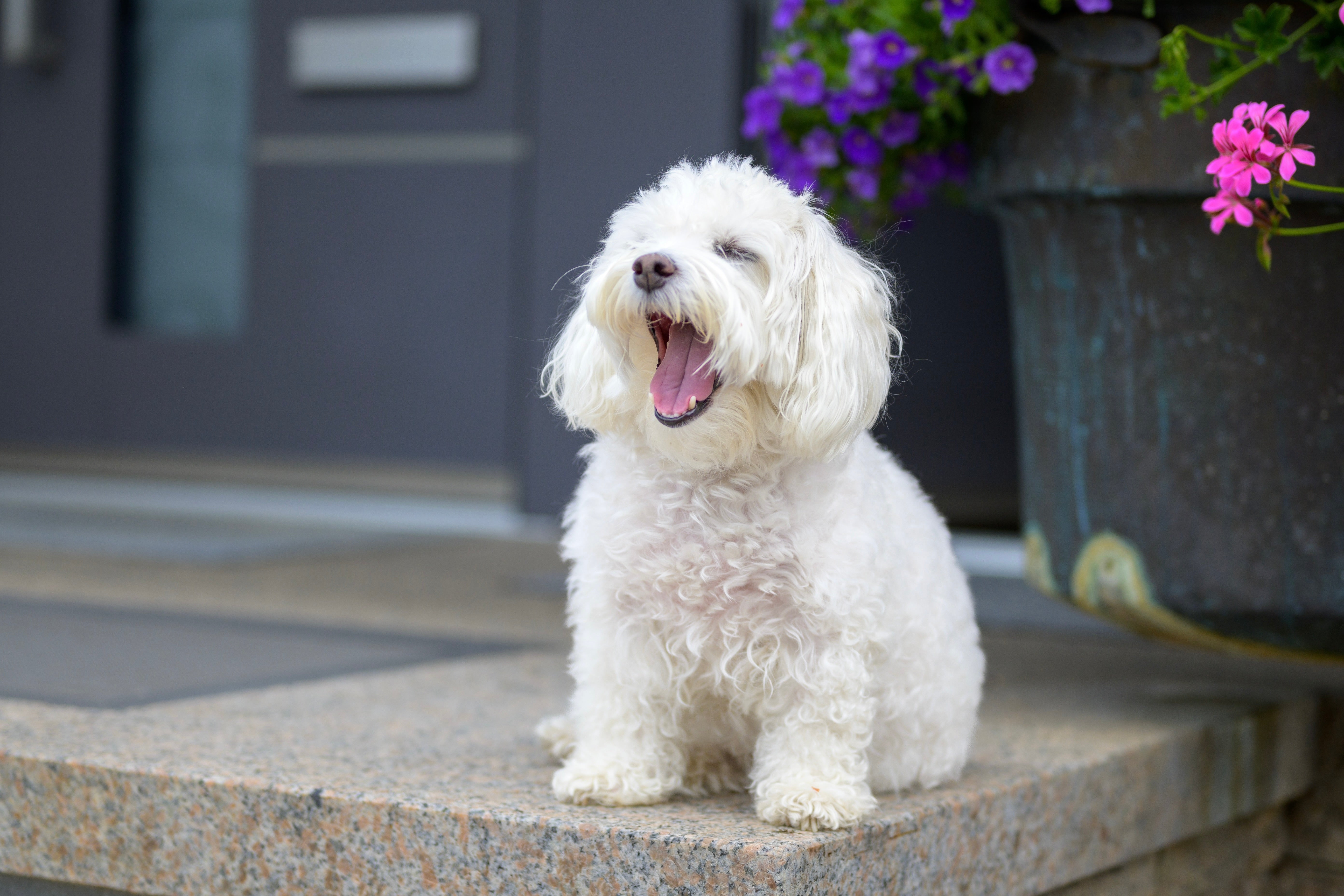 Fishy smells? Poo breath? Here's how to de-code that pet odour...