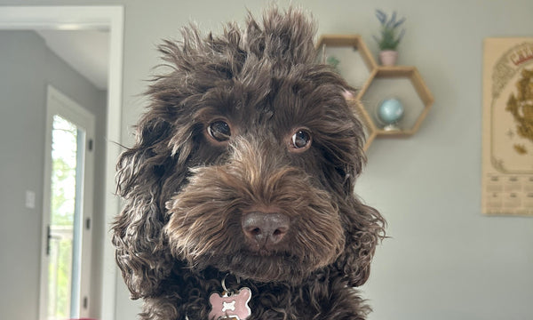 Holey molary. Do pets get tooth cavities?