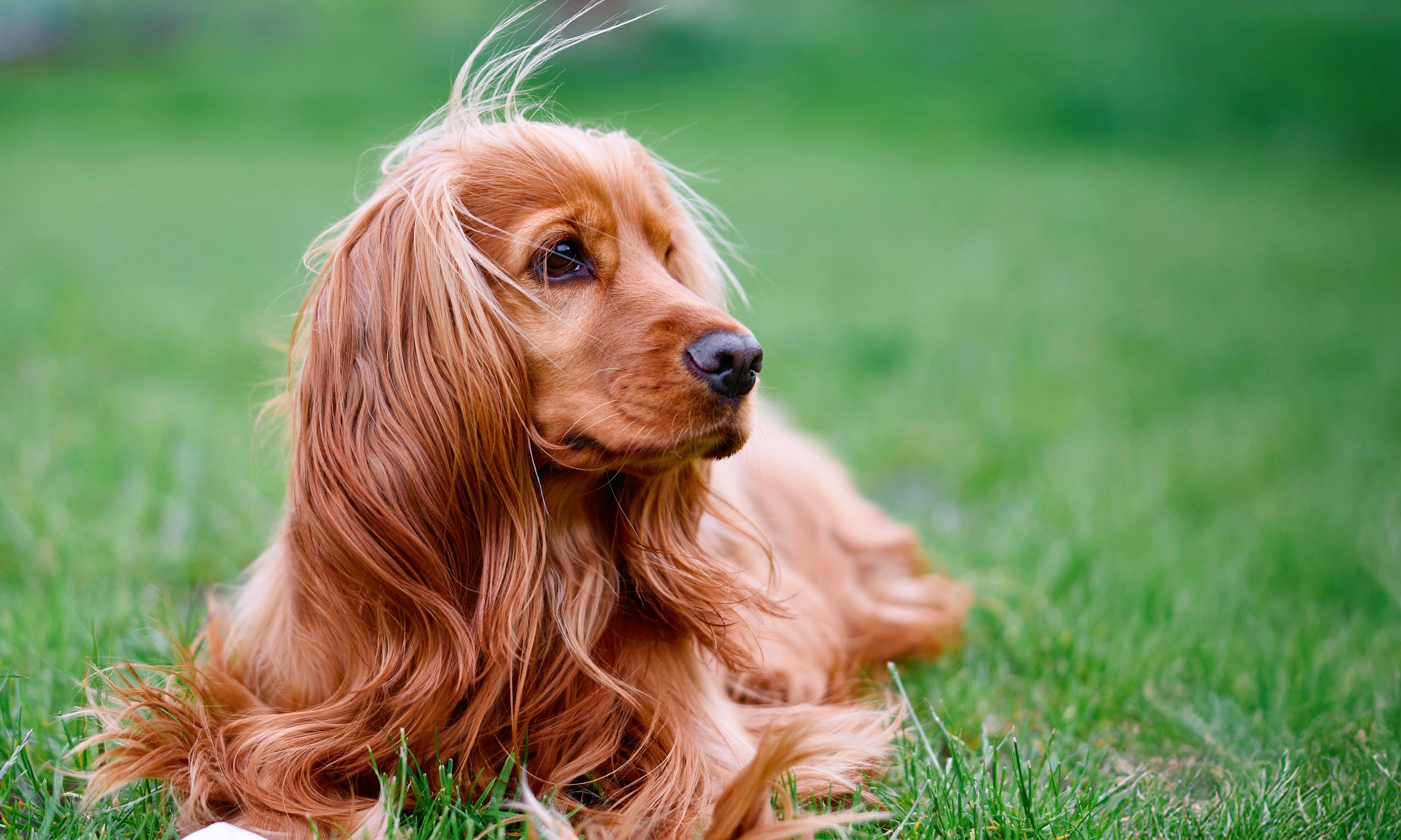 Does a dry nose really mean your dog is sick?