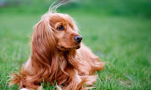 Does a dry nose really mean your dog is sick?