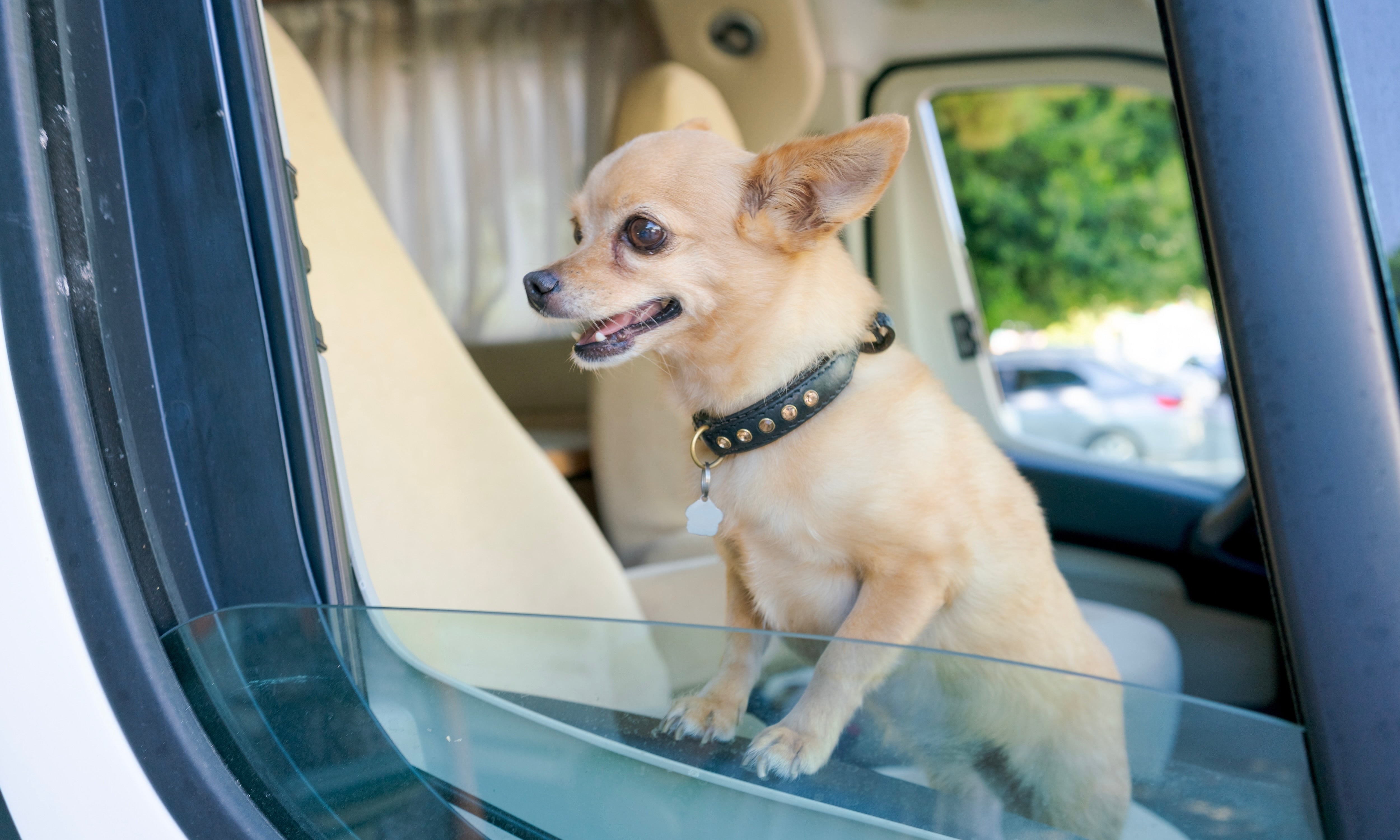 Do pets know how long you’ve been away for?