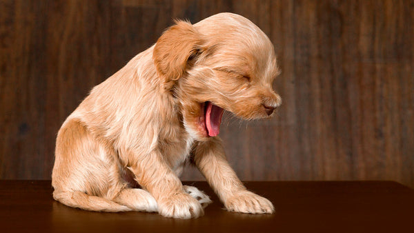That yawn doesn’t mean they’re dog tired