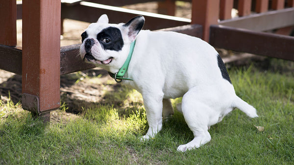 Why you don’t see white dog poo anymore